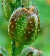  Fruits